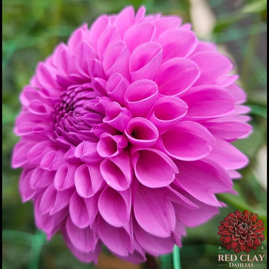 Robann Regal