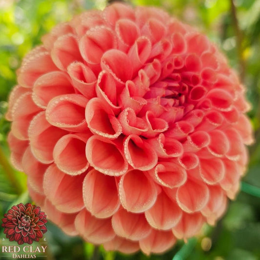 Valley Rust Bucket
