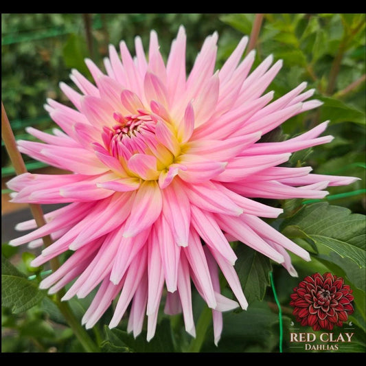 Clearview Rose