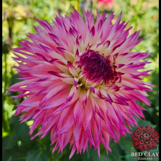 Pinelands Princess