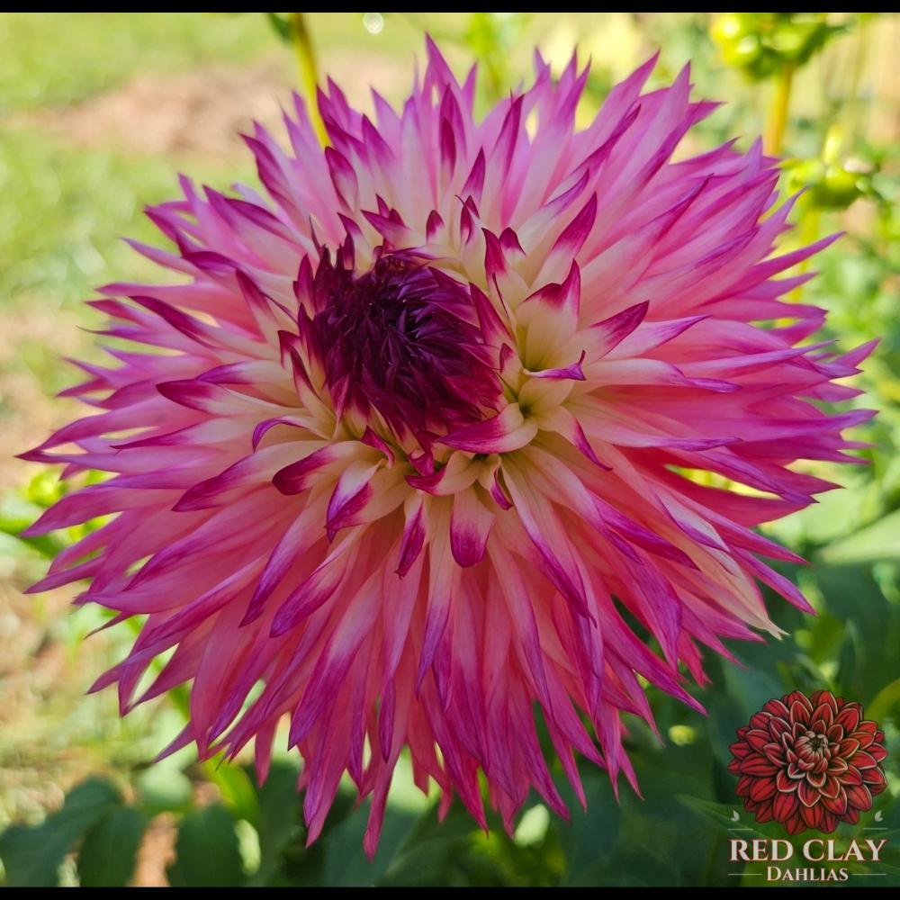 Pinelands Princess