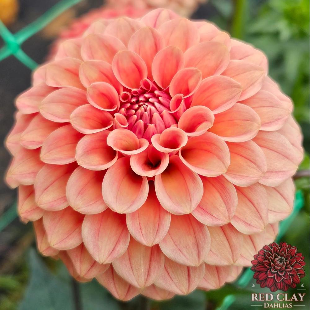 Rose Toscano