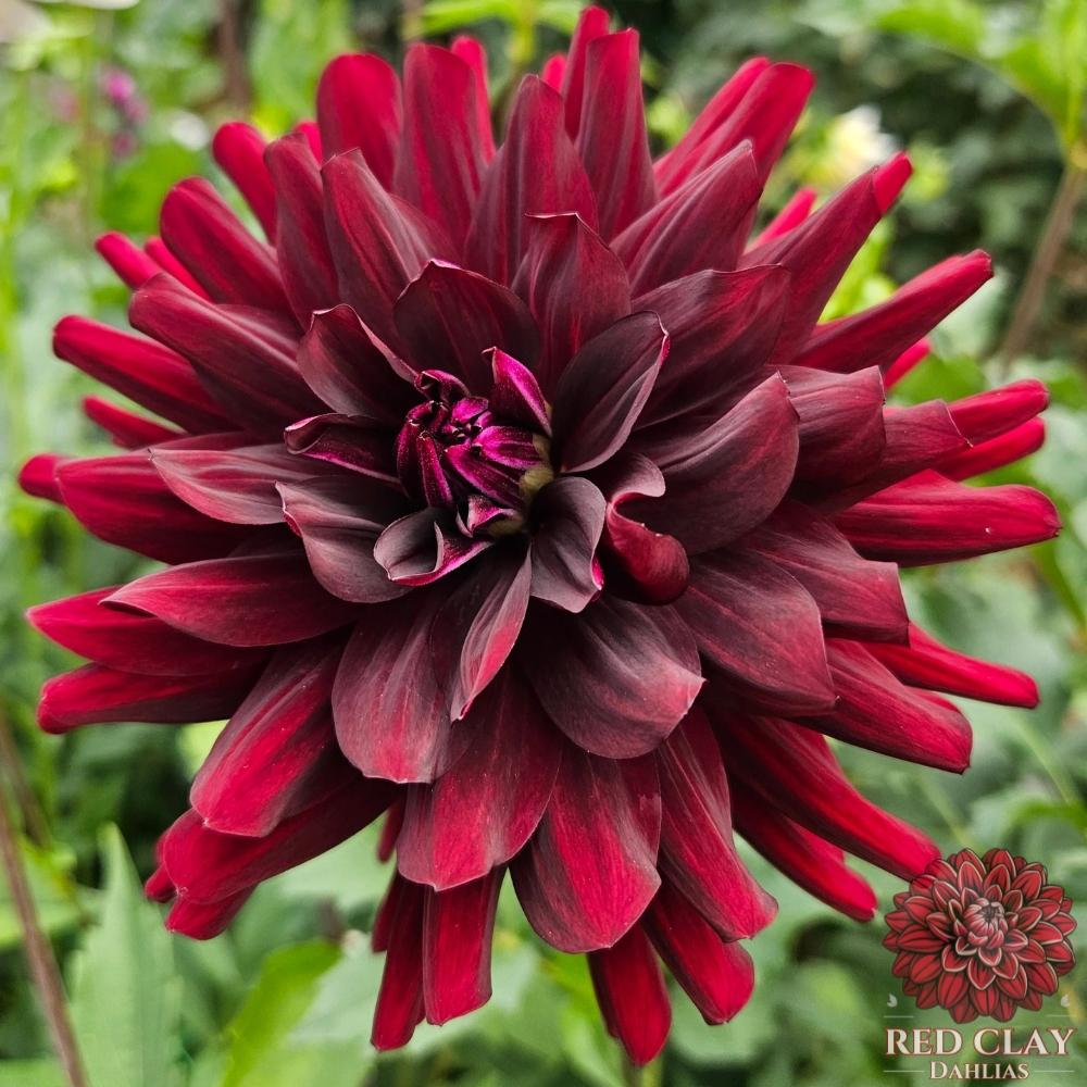 Hollyhill Black Beauty