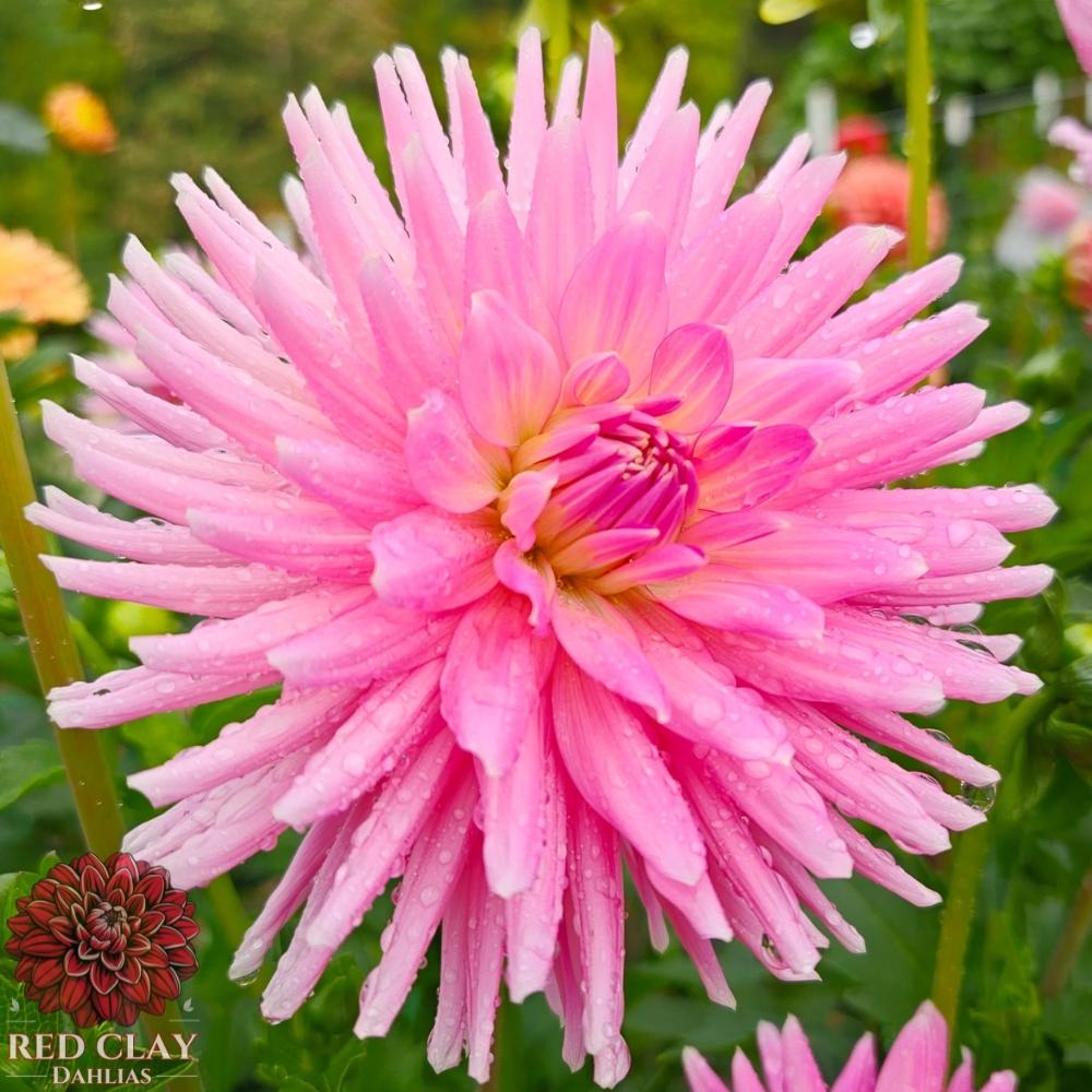 Clearview Rose