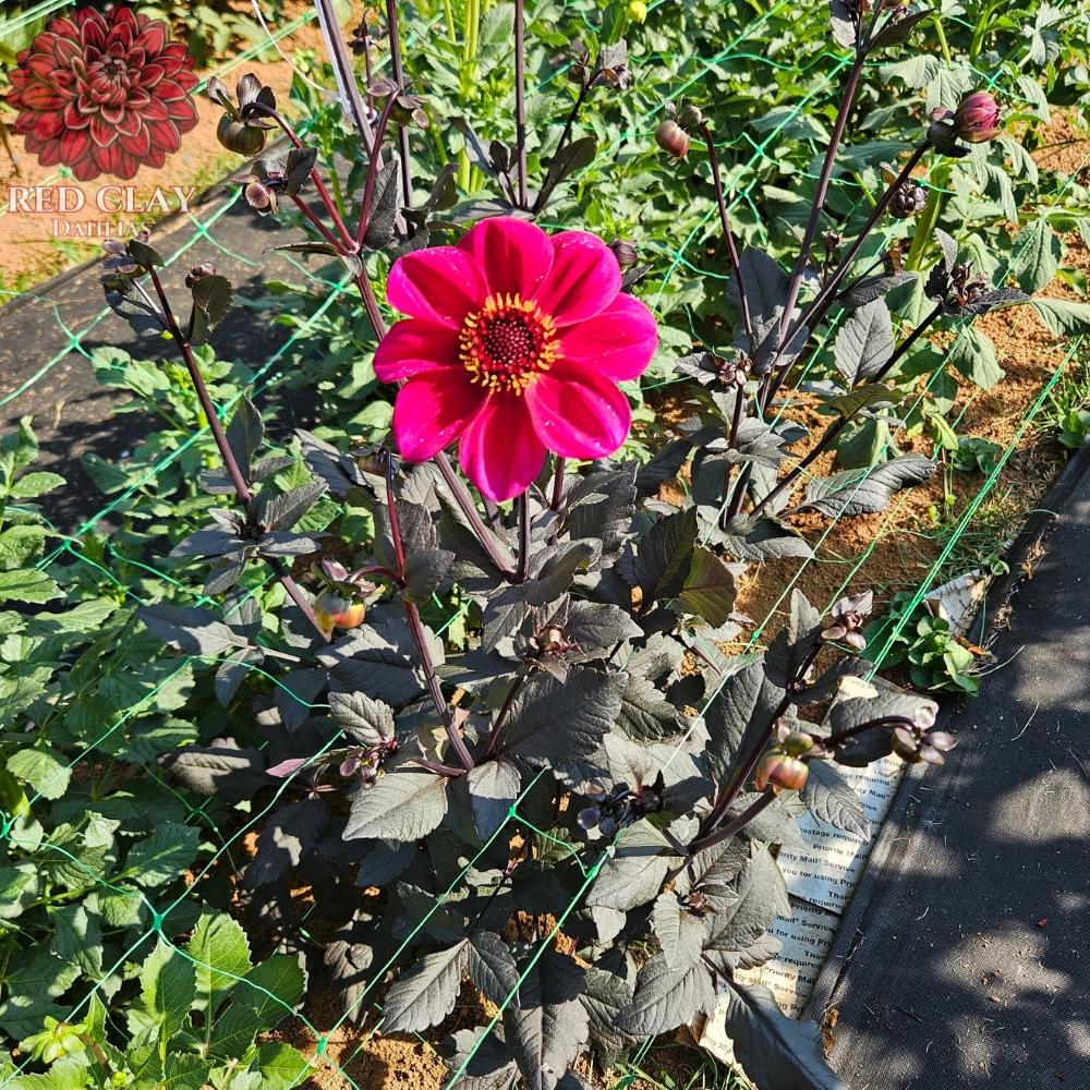Bloomquist Rich Color