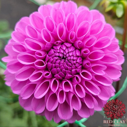 Robann Regal