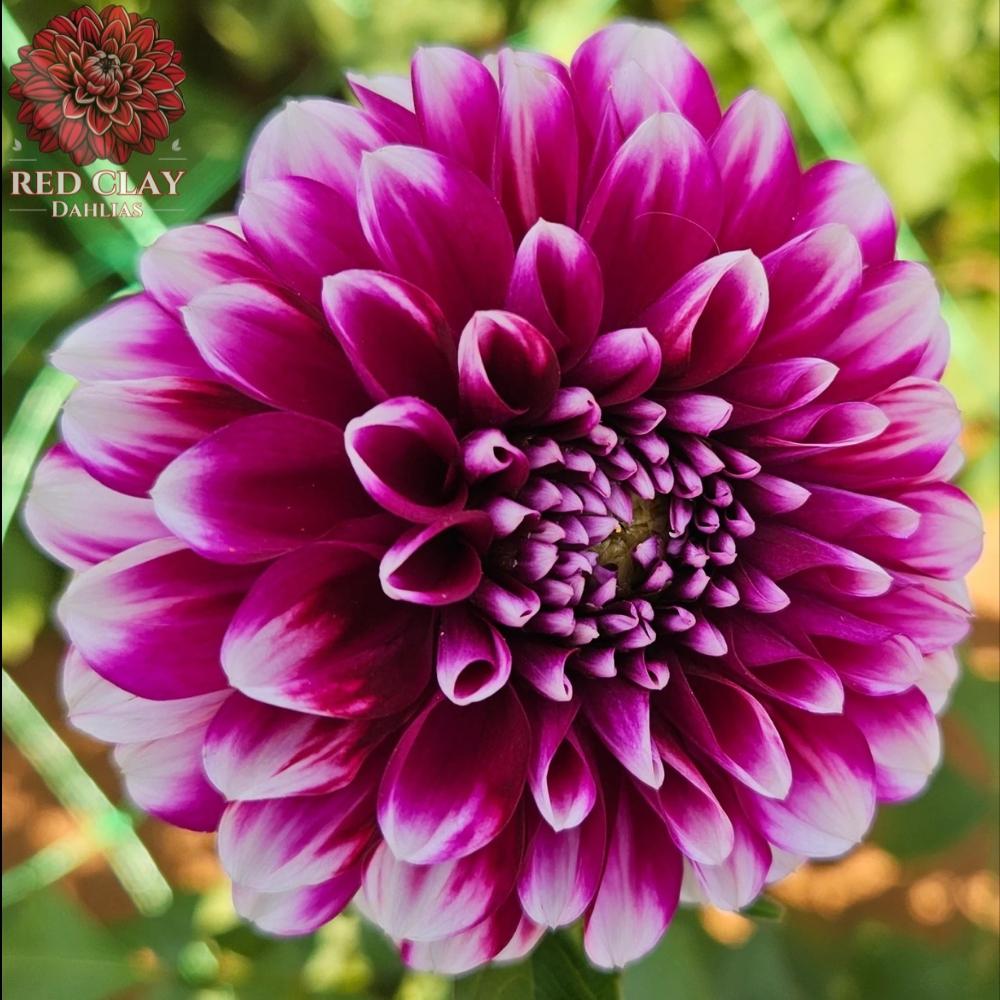 Snoho Lilac