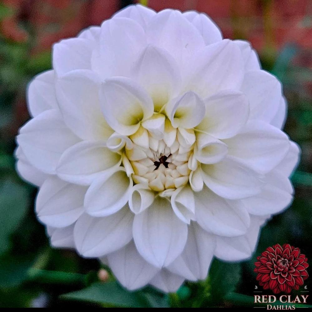 White Fawn