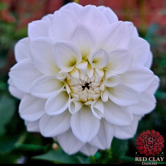 White Fawn