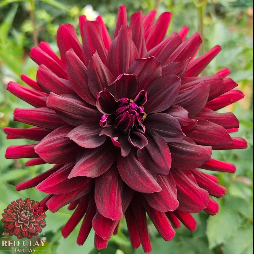 Hollyhill Black Beauty