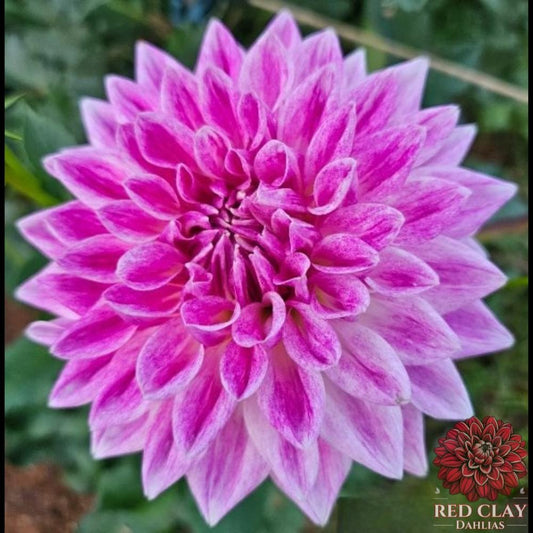 BJ's Dusty Rose