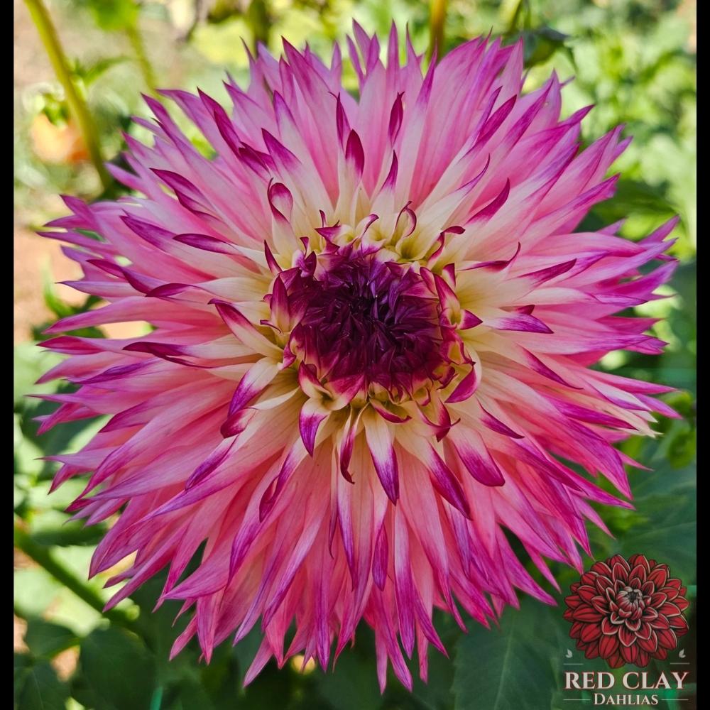 Pinelands Princess