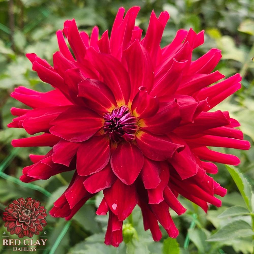 Belred Beauty