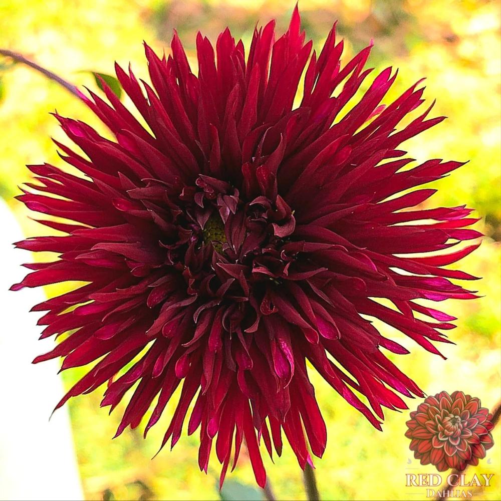 Urchin