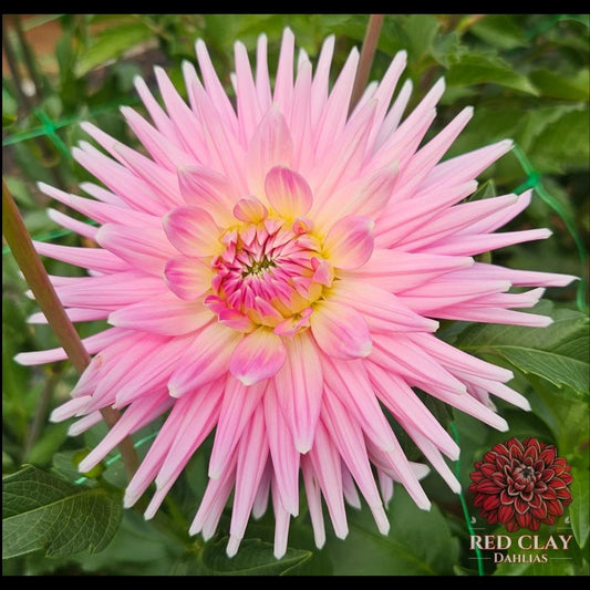 Clearview Rose