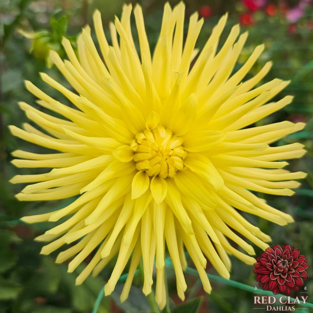 Ferncliff Lemon Aura