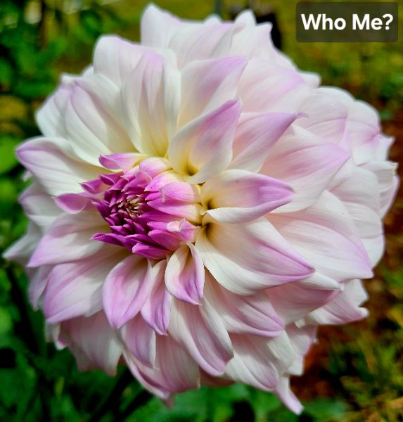 Who Me?