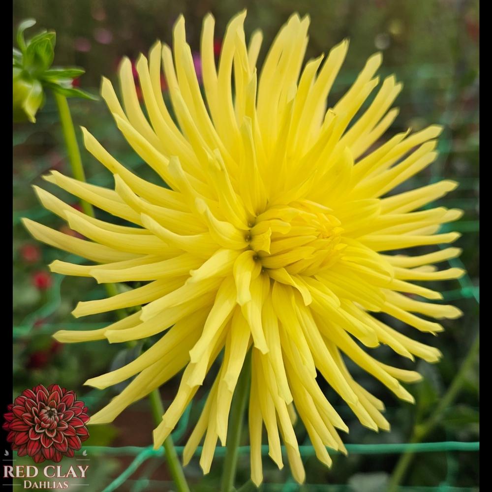 Ferncliff Lemon Aura