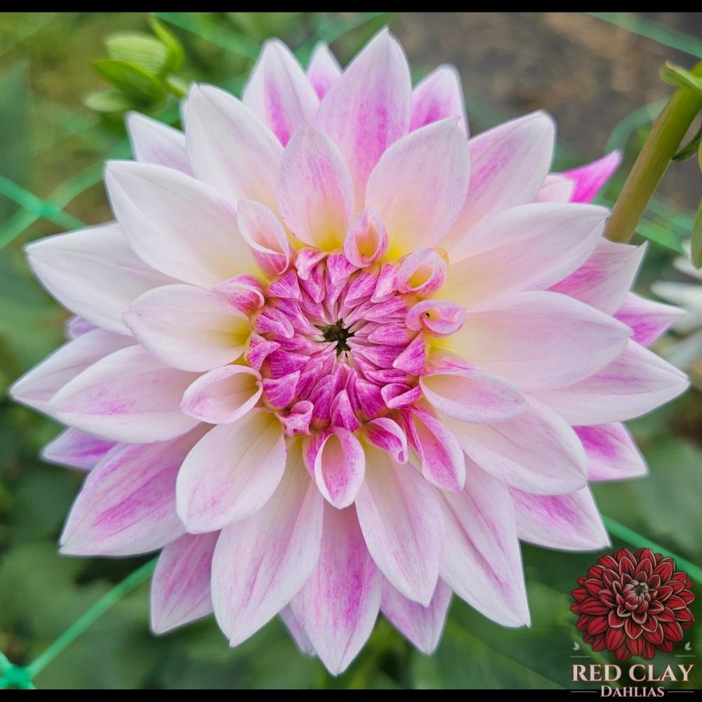 BJ's Dusty Rose