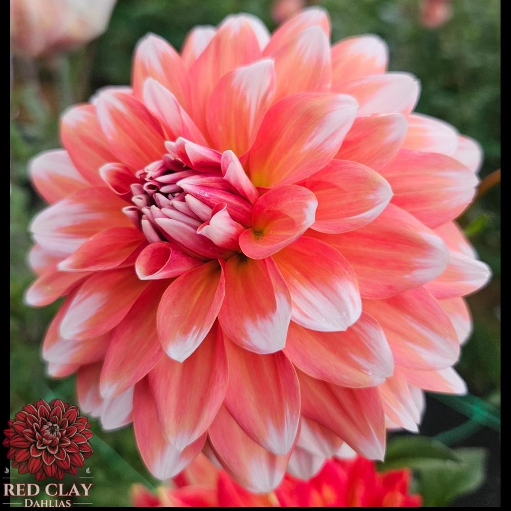 Coral Mystery