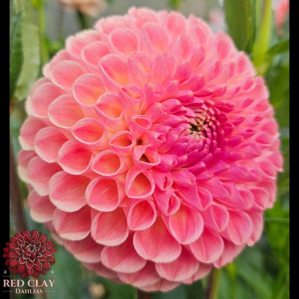 Clearview Peachy