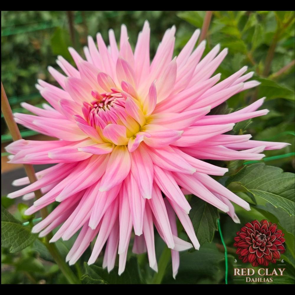 Clearview Rose