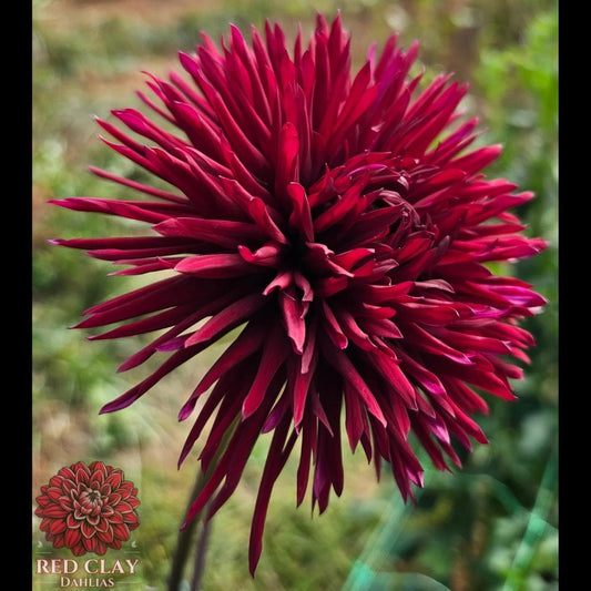Urchin