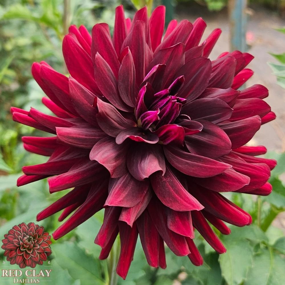 Hollyhill Black Beauty