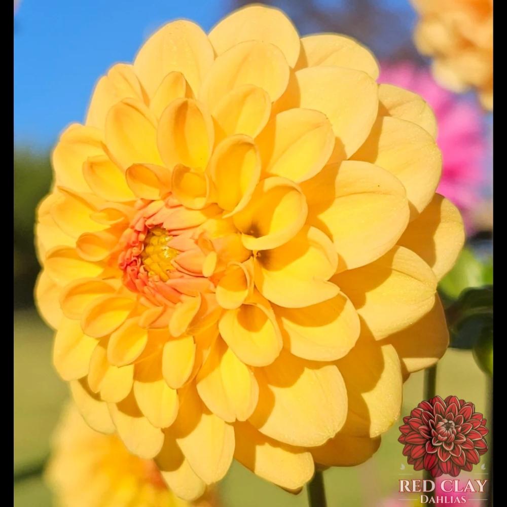 Golden Scepter