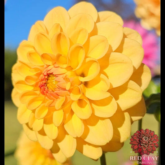 Golden Scepter
