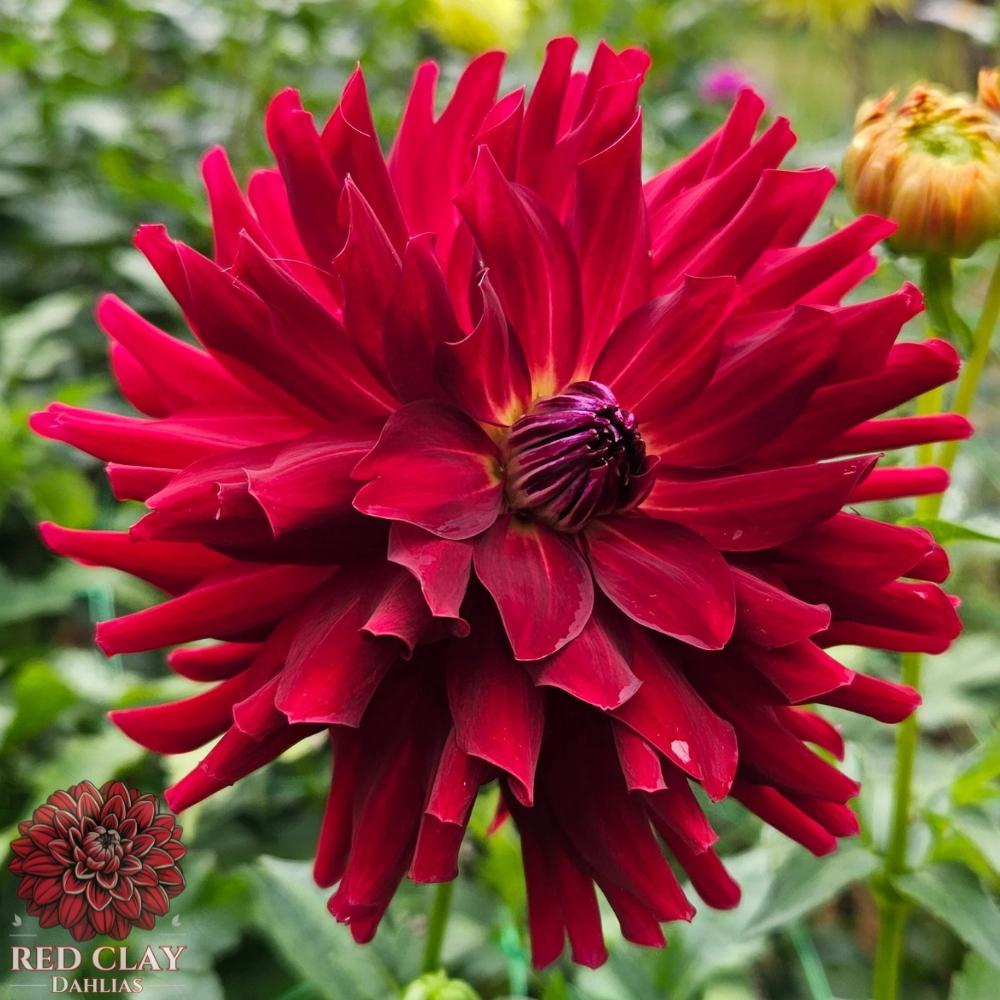 Belred Beauty