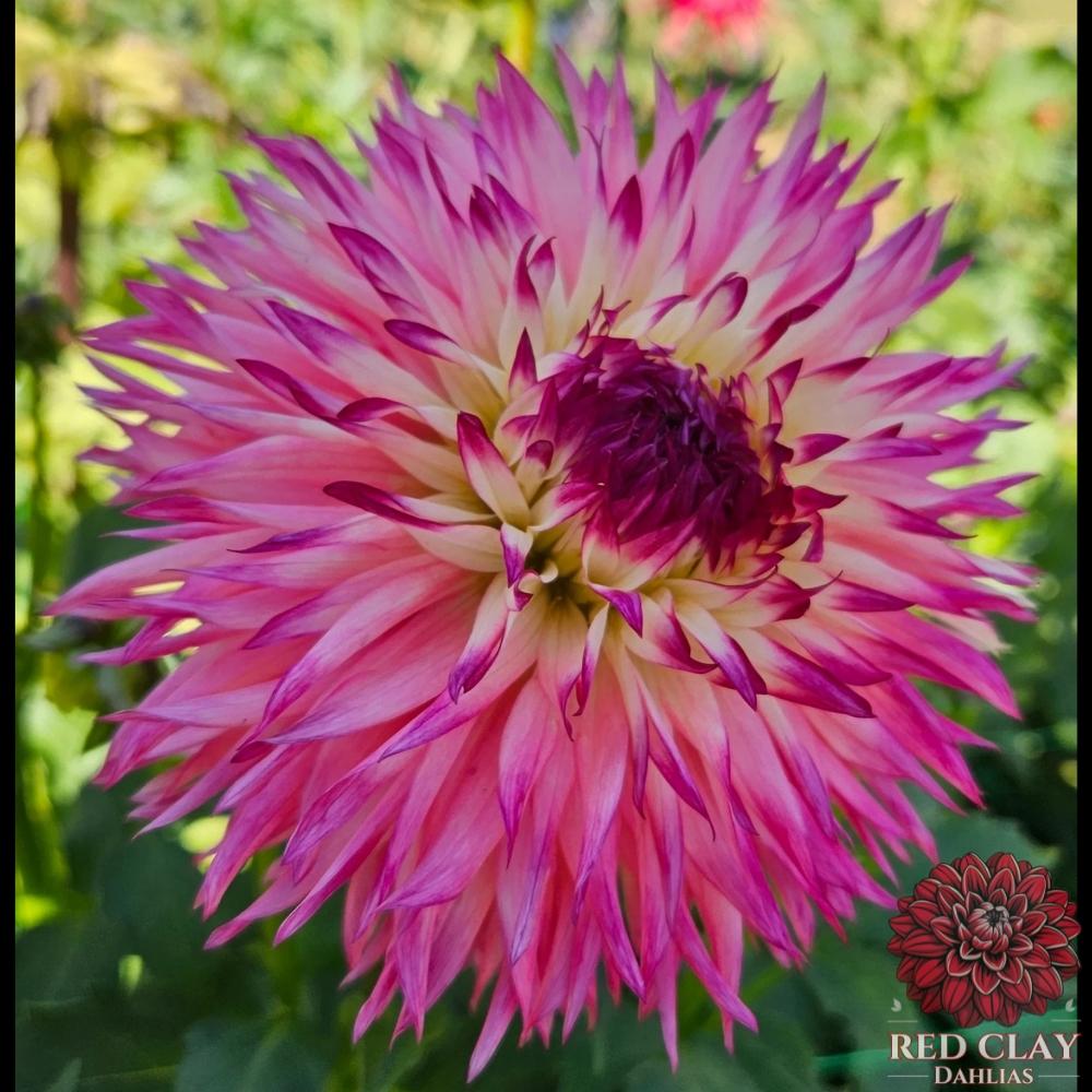Pinelands Princess