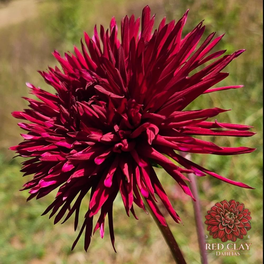 Urchin