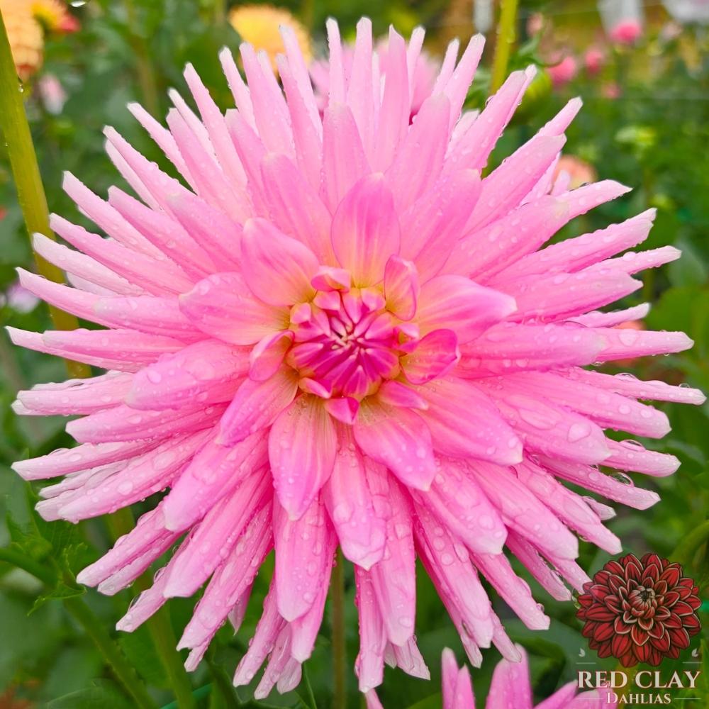 Clearview Rose