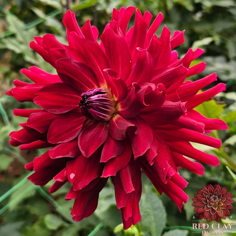 Belred Beauty