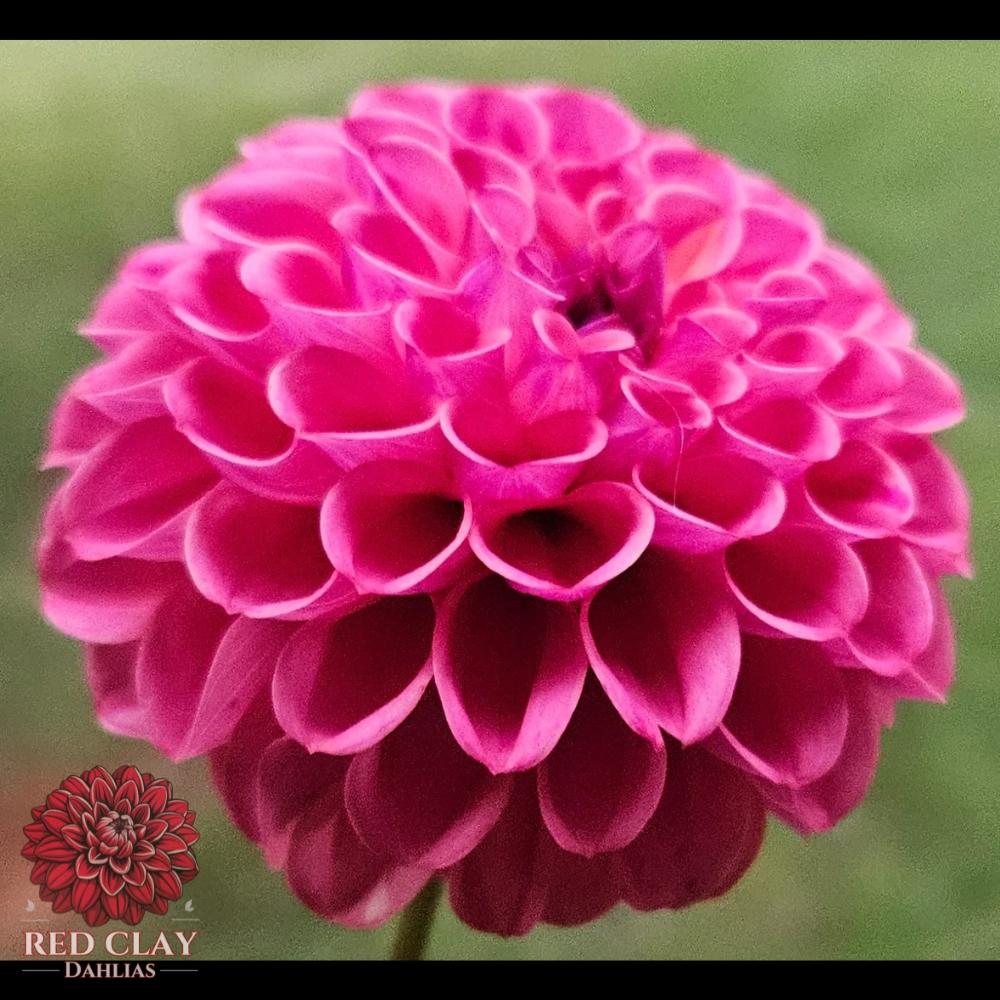 Caitlin's Joy