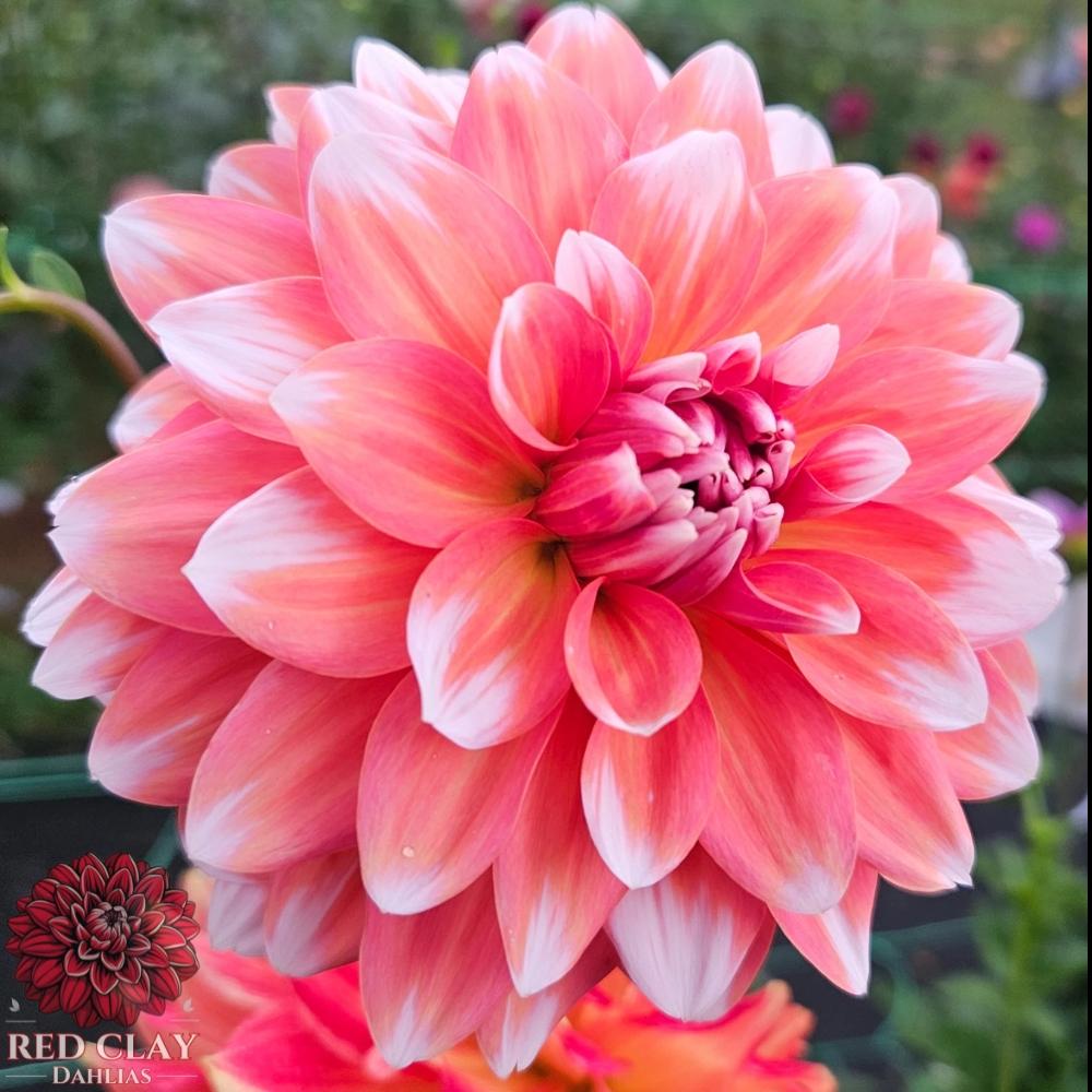 Coral Mystery