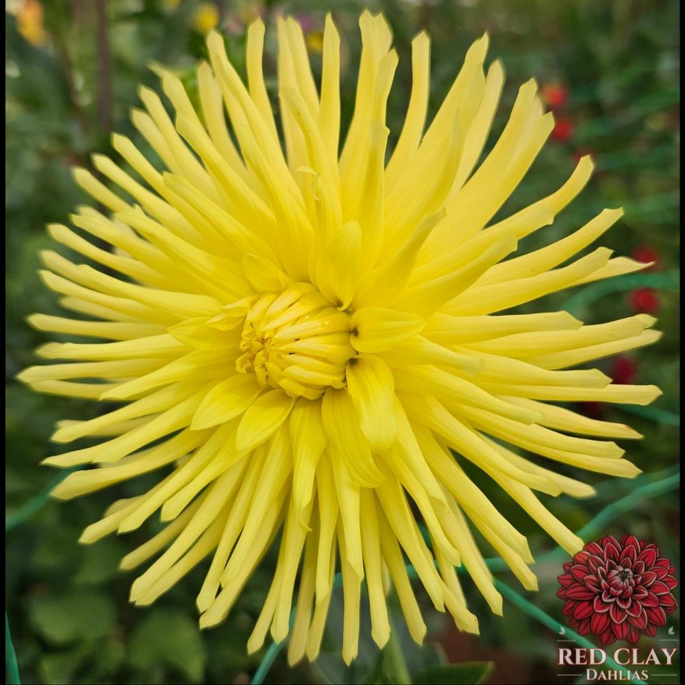 Ferncliff Lemon Aura