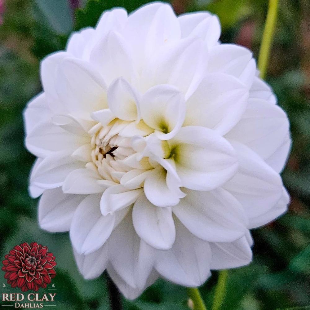 White Fawn