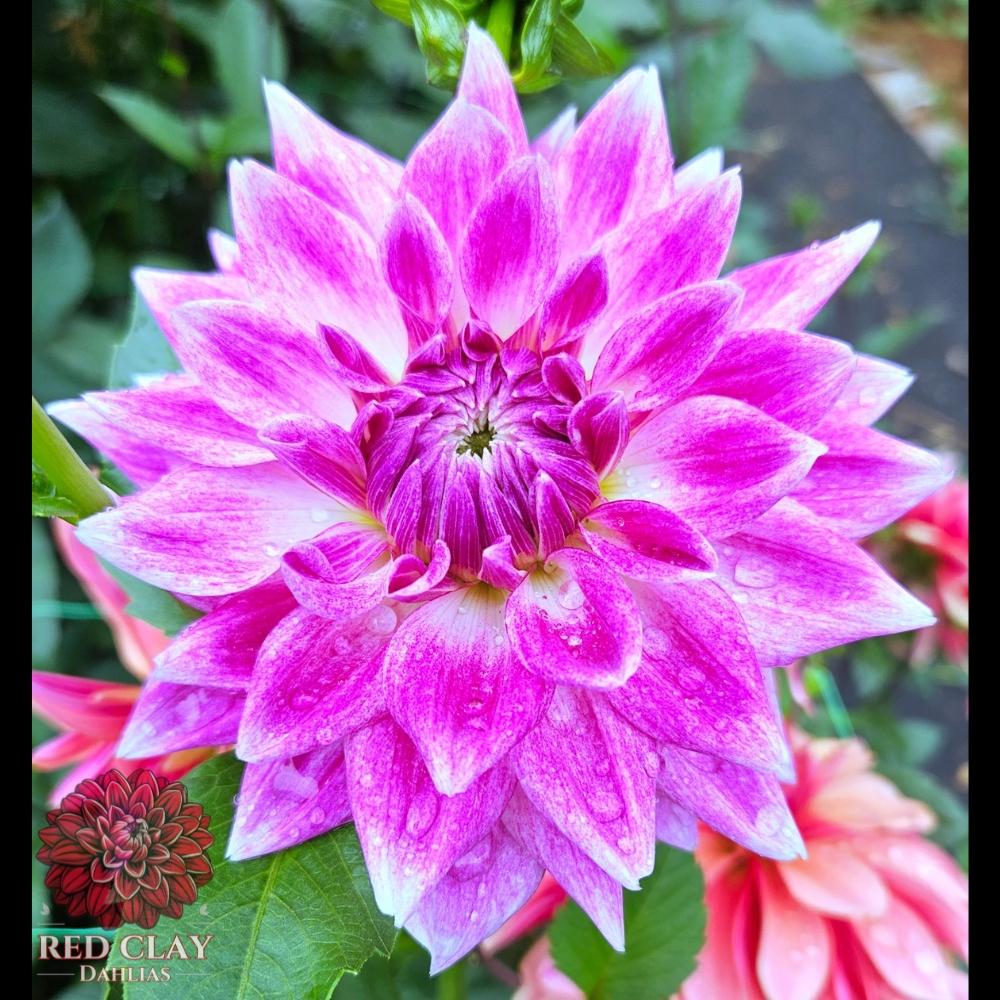 BJ's Dusty Rose