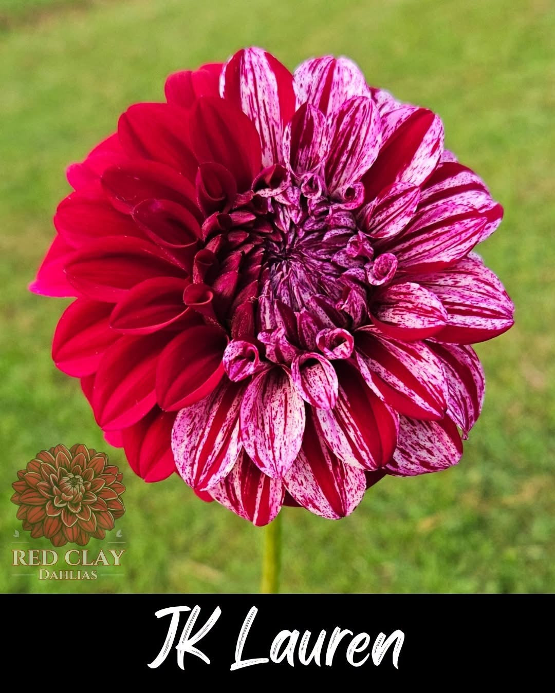 Large bloom