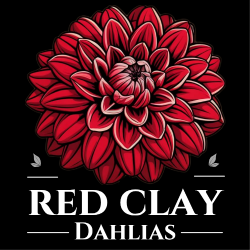Red Clay Dahlias
