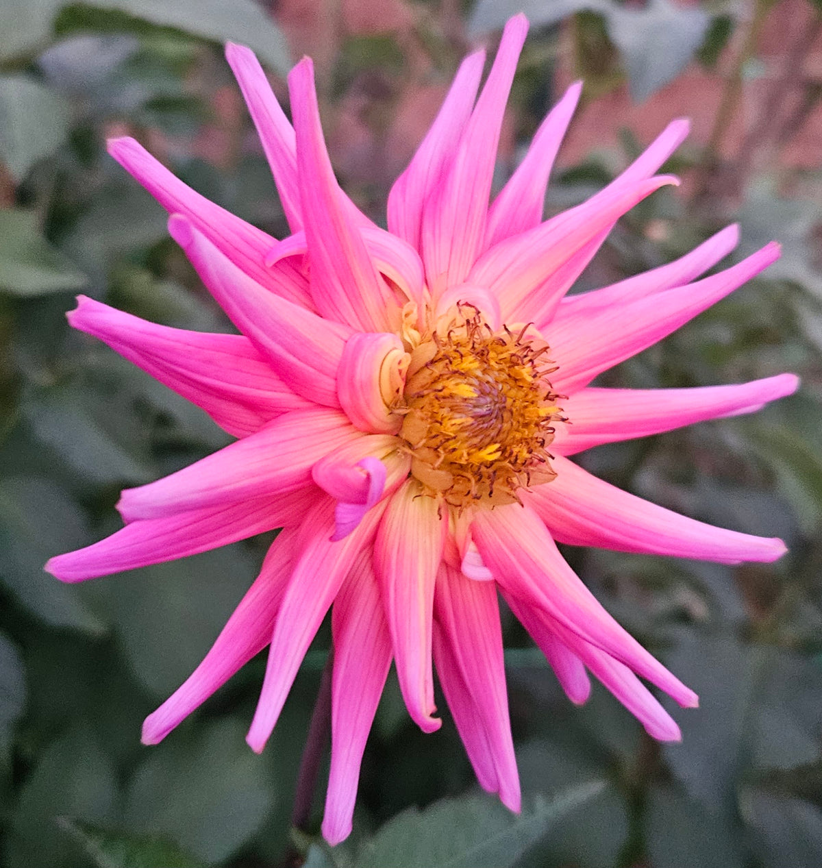 Small bloom